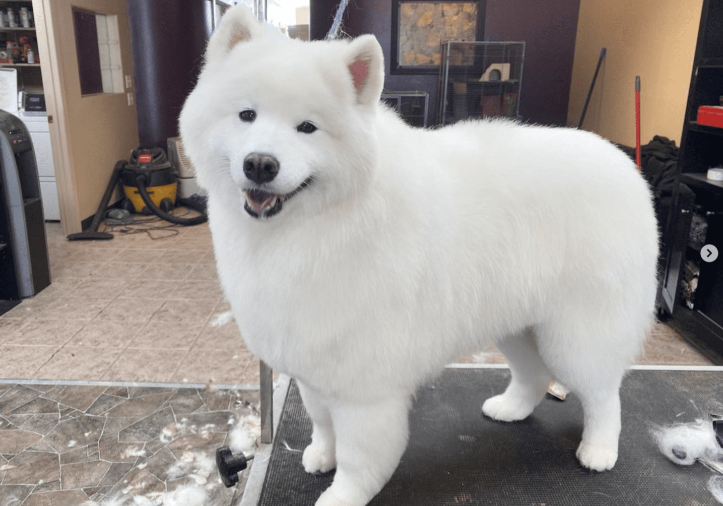 Furminator samoyed 2024